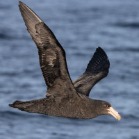 Northern Giant-Petrel